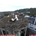 05_50-nest.jpg