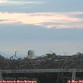 05_55-mast.jpg