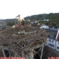 06_30-nest.jpg