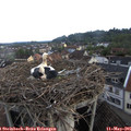 06_45-nest.jpg