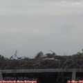 06_50-mast.jpg