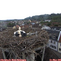 06_50-nest.jpg