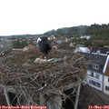 07_00-nest.jpg