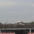 07_05-mast.jpg