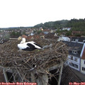 07_05-nest.jpg
