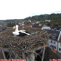 07_10-nest.jpg