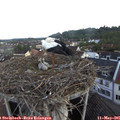 07_25-nest.jpg