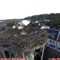 07_35-nest.jpg