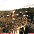 07_40-nest.jpg