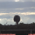07_50-mast.jpg