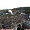07_50-nest.jpg