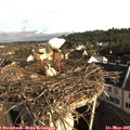 08_05-nest.jpg
