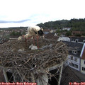 08_20-nest.jpg
