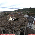 08_25-nest.jpg