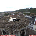 08_30-nest.jpg