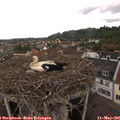 08_40-nest.jpg