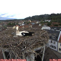 08_45-nest.jpg