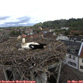 08_50-nest.jpg