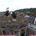 08_55-nest.jpg