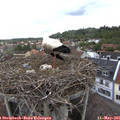 09_10-nest.jpg
