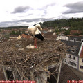 09_15-nest.jpg