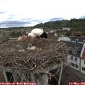 09_20-nest.jpg