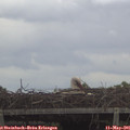 09_25-mast.jpg