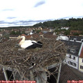 09_25-nest.jpg