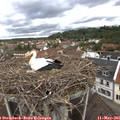 09_30-nest.jpg