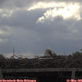 09_35-mast.jpg