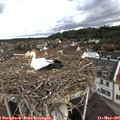 09_35-nest.jpg