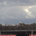 09_40-mast.jpg