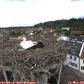 09_40-nest.jpg