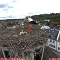 09_45-nest.jpg