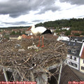 09_50-nest.jpg