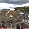 09_55-nest.jpg