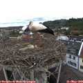 10_05-nest.jpg