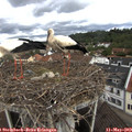 10_10-nest.jpg