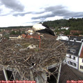 10_15-nest.jpg