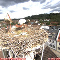 10_20-nest.jpg