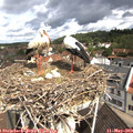 10_25-nest.jpg