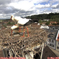 10_30-nest.jpg
