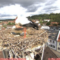 10_35-nest.jpg
