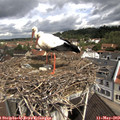 10_40-nest.jpg