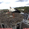 10_45-nest.jpg