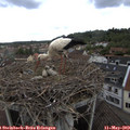 10_50-nest.jpg