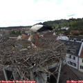 10_55-nest.jpg