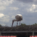 11_00-mast.jpg