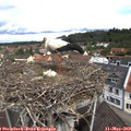 11_00-nest.jpg