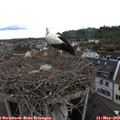 11_05-nest.jpg